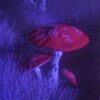 gypsy_flower420